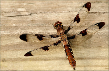 Картинка животные стрекозы