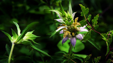 Картинка цветы луговые полевые