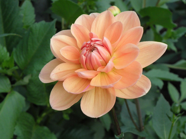 Обои картинки фото цветы, георгины