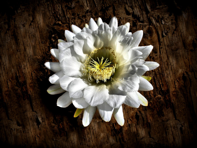 Обои картинки фото цветы, кактусы