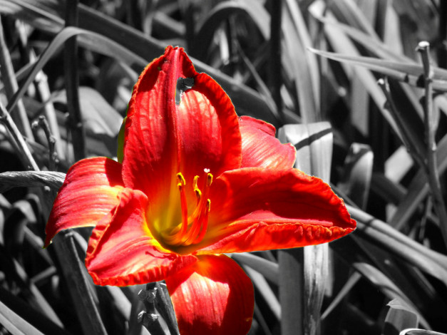 Обои картинки фото цветы, лилии, лилейники