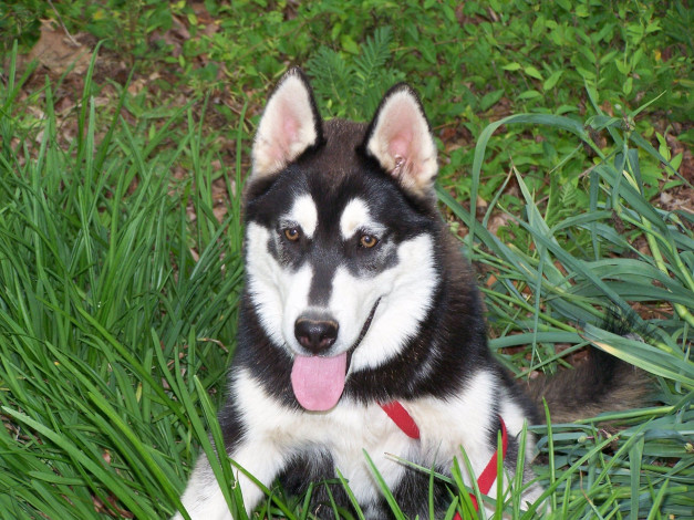 Обои картинки фото животные, собаки, хаски