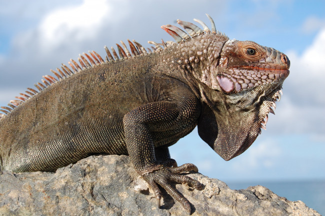 Обои картинки фото животные, Ящерицы, игуаны, вараны
