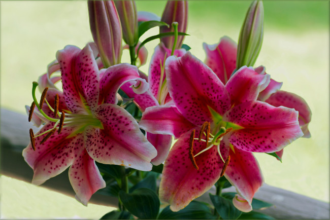 Обои картинки фото цветы, лилии, лилейники