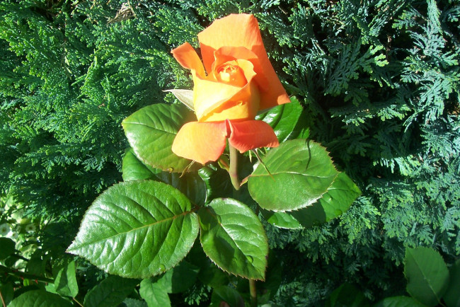 Обои картинки фото цветы, розы