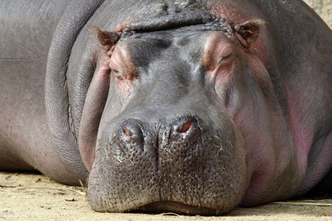Обои картинки фото животные, бегемоты, сон, отдых, большой
