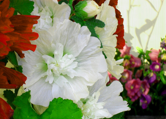 Обои картинки фото цветы, мальвы