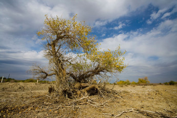 Картинка природа деревья небо облака дерево