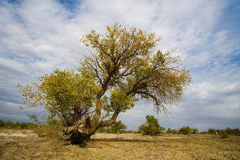 Картинка природа деревья облака дерево небо