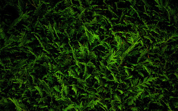 Картинка природа макро ветки