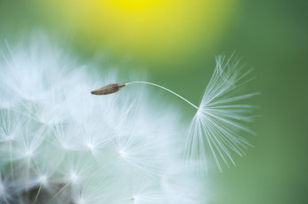 Картинка цветы одуванчики лето фон цветок былинка