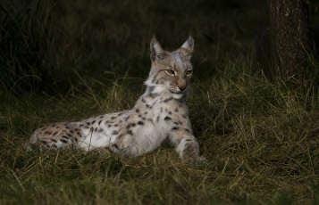 Картинка животные рыси рысь