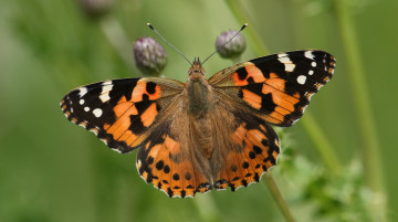 Картинка животные бабочки +мотыльки +моли бабочка