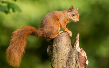 Картинка животные белки рыжая белка зверек хвост