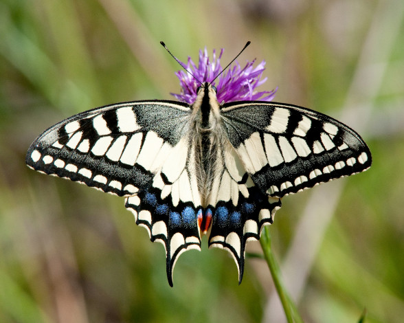 Обои картинки фото животные, бабочки,  мотыльки,  моли, бабочка