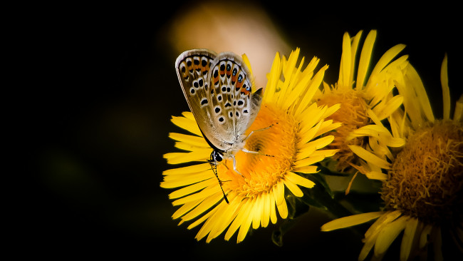 Обои картинки фото животные, бабочки,  мотыльки,  моли, бабочка