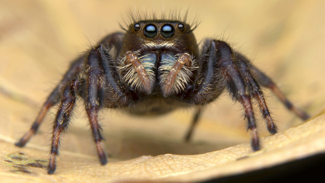 Обои картинки фото животные, пауки, паучок