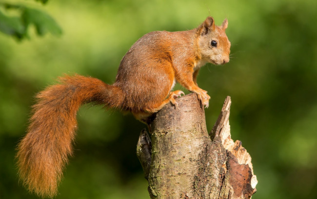 Обои картинки фото животные, белки, рыжая, белка, зверек, хвост