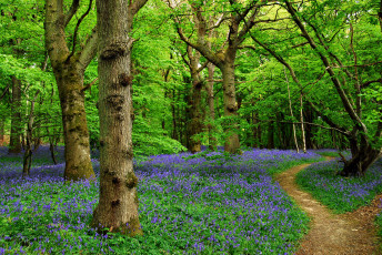 Картинка природа лес простор