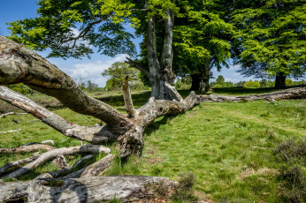 Картинка природа лес простор