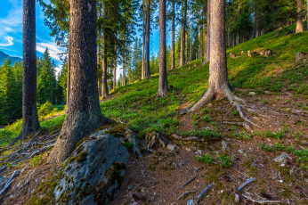 Картинка природа лес простор