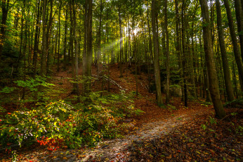 Картинка природа лес простор