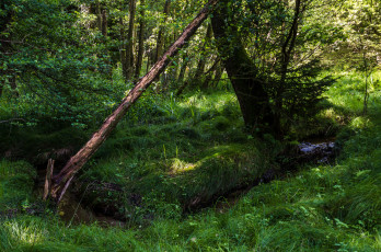 Картинка природа реки озера простор