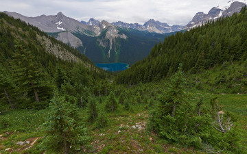 Картинка природа горы лес канада британская колумбия зеленый трава