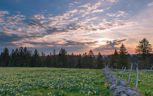 Обои картинки фото природа, пейзажи, пейзаж, цветы, деревья, поле, закат