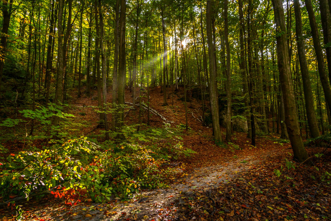 Обои картинки фото природа, лес, простор