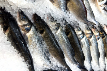 Картинка еда рыба +морепродукты +суши +роллы лед свежая