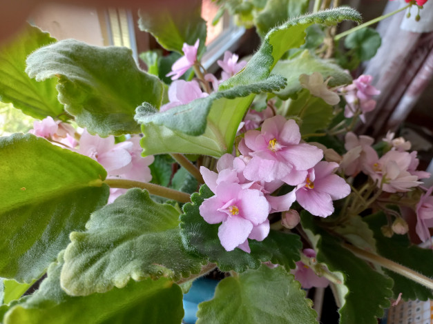 Обои картинки фото цветы, фиалки, розовые