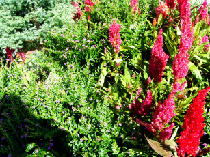 Картинка цветы амаранты