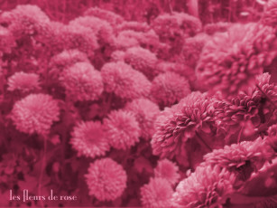 Картинка цветы хризантемы