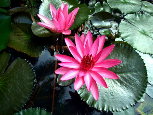 Картинка цветы лилии водяные нимфеи кувшинки