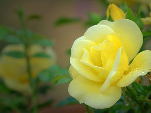 Картинка цветы розы