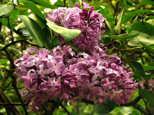 Картинка цветы сирень