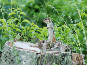 Картинка животные бурундуки