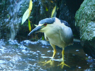 Картинка животные цапли