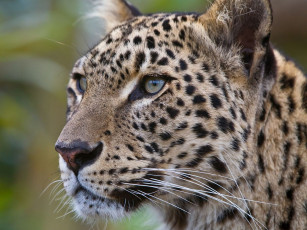 Картинка животные леопарды