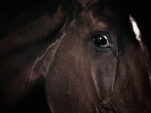 Картинка животные лошади