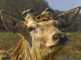 Картинка животные олени