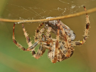 Картинка животные пауки