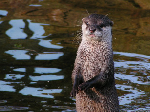 Картинка животные выдры каланы ондатры