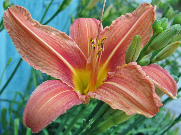 Обои картинки фото цветы, лилии, лилейники