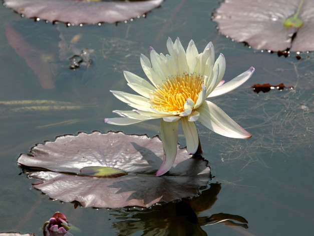 Обои картинки фото цветы, лилии, водяные, нимфеи, кувшинки