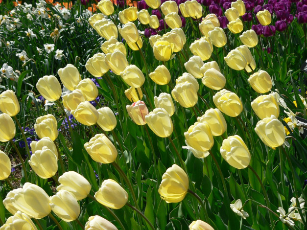 Обои картинки фото цветы, тюльпаны