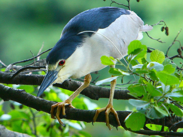 Обои картинки фото животные, цапли