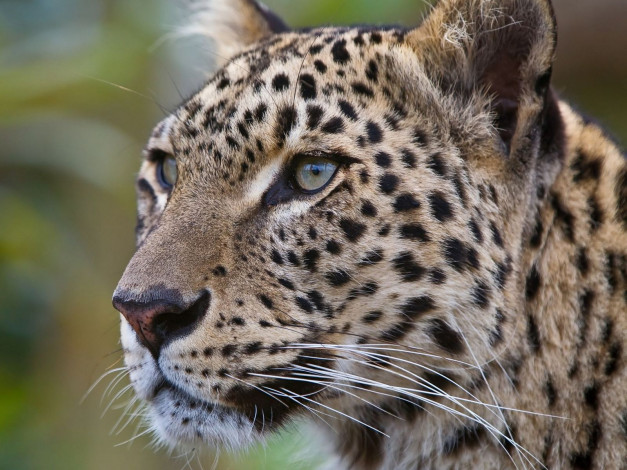 Обои картинки фото животные, леопарды