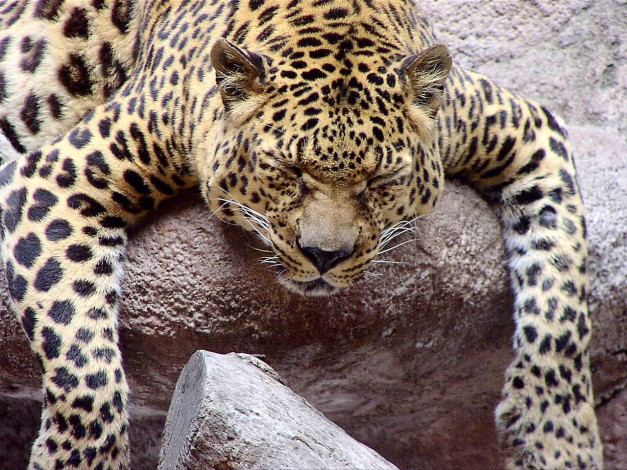 Обои картинки фото животные, леопарды